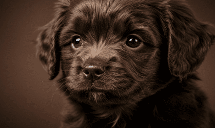 강아지 오메가 3